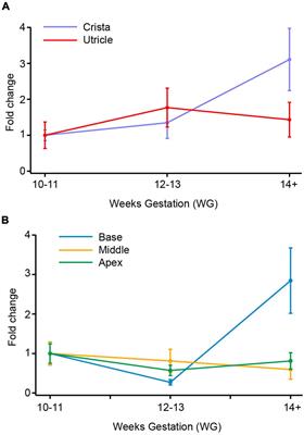 Expression and Physiology of Voltage-Gated Sodium Channels in Developing Human Inner Ear